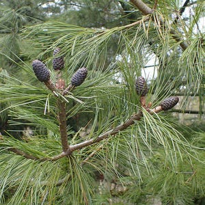 One Pinus wallichiana Cone, Himalayan Blue Pine Botanical Craft Supply image 8