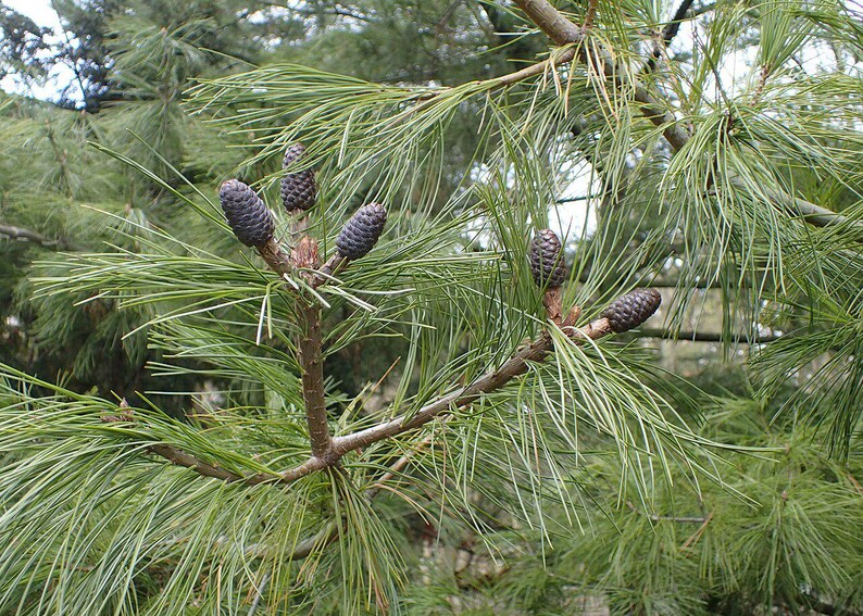 One Pinus wallichiana Cone, Himalayan Blue Pine Botanical Craft Supply image 8