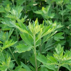 Más de 50 semillas de artemisa china, Artemisia argyi, hierba aromática Ai Ye. imagen 2
