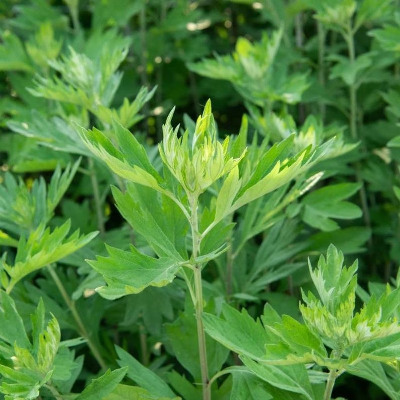 Más de 50 semillas de artemisa china, Artemisia argyi, hierba aromática Ai Ye. imagen 2