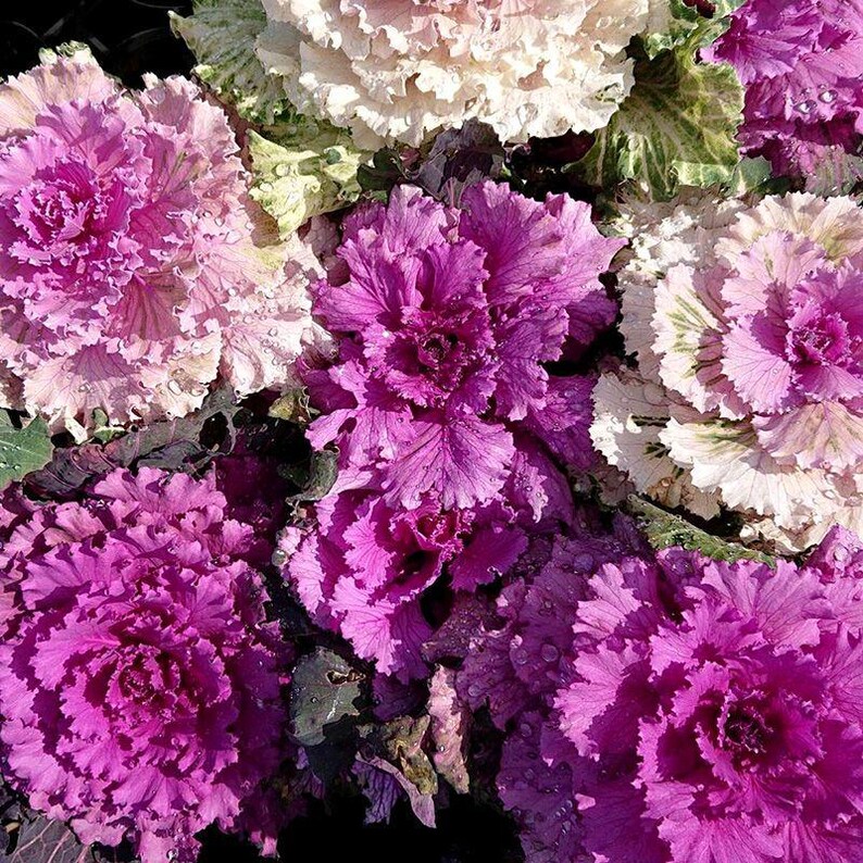 100+ Ornamental Flowering Kale Seeds, Brassica oleracea, Decorative Garden Plant image 5