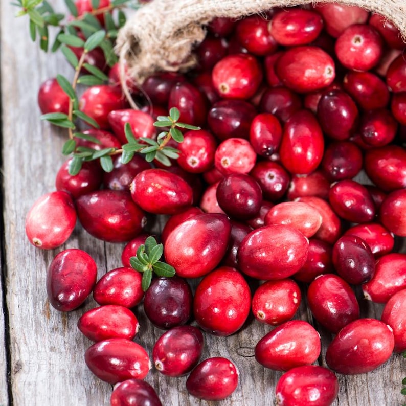 30-100 nasion żurawiny, Vaccinium macrocarpon, żurawina amerykańska, roślina o czerwonych jagodach zdjęcie 5
