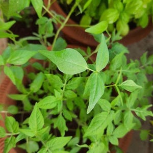 Puede incluir: Una planta verde vibrante con hojas compuestas que presentan fol&iacute;olos puntiagudos y serrados, creciendo en una maceta de color terracota. El follaje es denso y muestra varios tonos de verde claro y brillante, con tallos delgados.