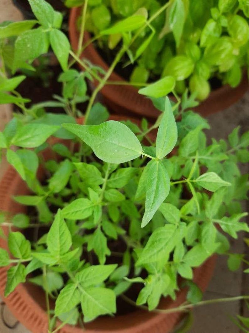 Puede incluir: Una planta verde vibrante con hojas compuestas que presentan fol&iacute;olos puntiagudos y serrados, creciendo en una maceta de color terracota. El follaje es denso y muestra varios tonos de verde claro y brillante, con tallos delgados.