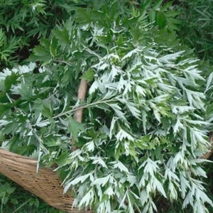 Más de 50 semillas de artemisa china, Artemisia argyi, hierba aromática Ai Ye. imagen 3
