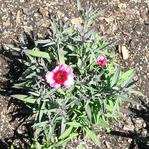 Über 100 Samen der Nelke 'Baby Doll', Dianthus chinensis, Chinesische Nelke, Baby Doll-Nelke, Duftende, mehrfarbige Blüten, Gartenblumensamen Bild 8