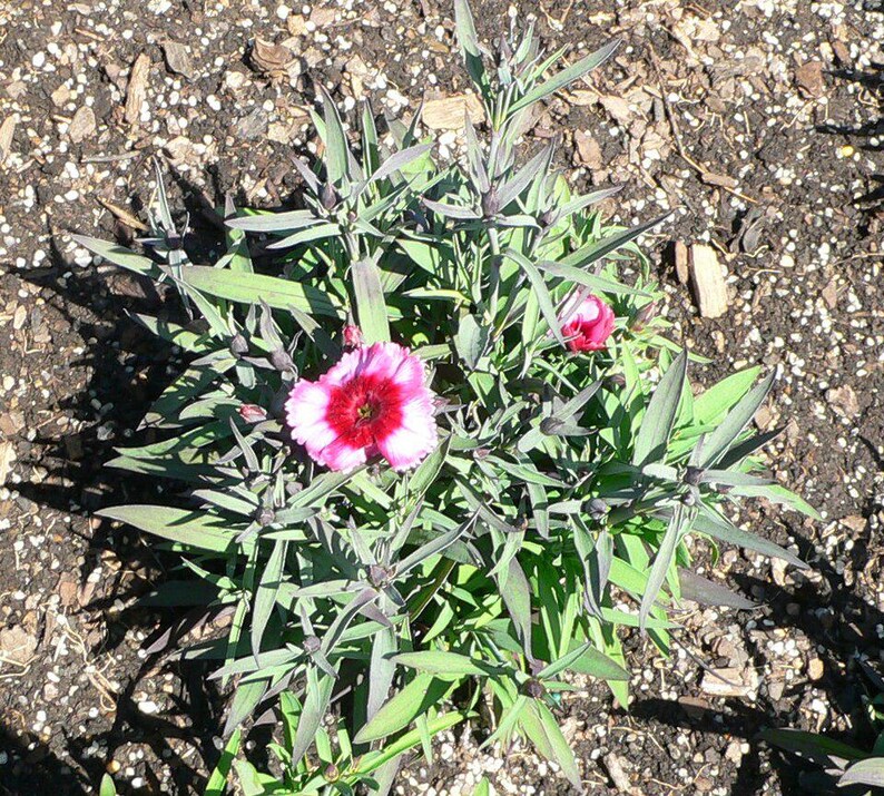 Über 100 Samen der Nelke 'Baby Doll', Dianthus chinensis, Chinesische Nelke, Baby Doll-Nelke, Duftende, mehrfarbige Blüten, Gartenblumensamen Bild 8