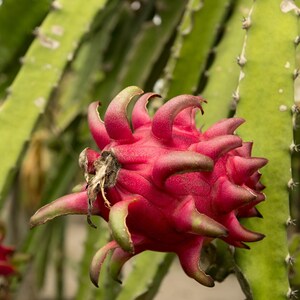 50-100 Red Dragon Fruit Seeds, Red Flesh Pitaya, Hylocereus polyrhizus, Exotic Tropical Cactus image 9