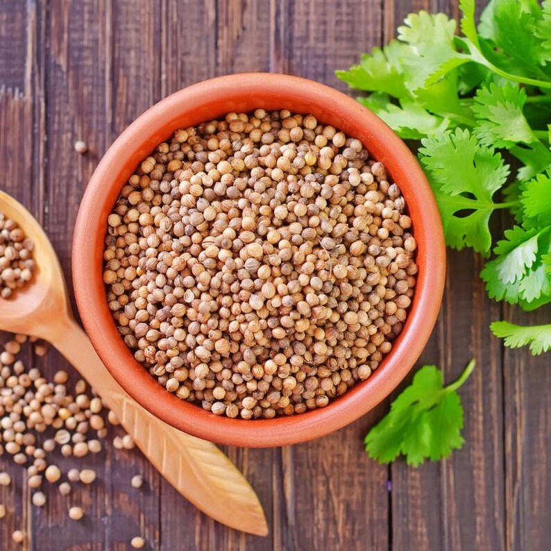 150+ Coriander Seeds, Coriandrum sativum, Cilantro Herb, Kinza image 6