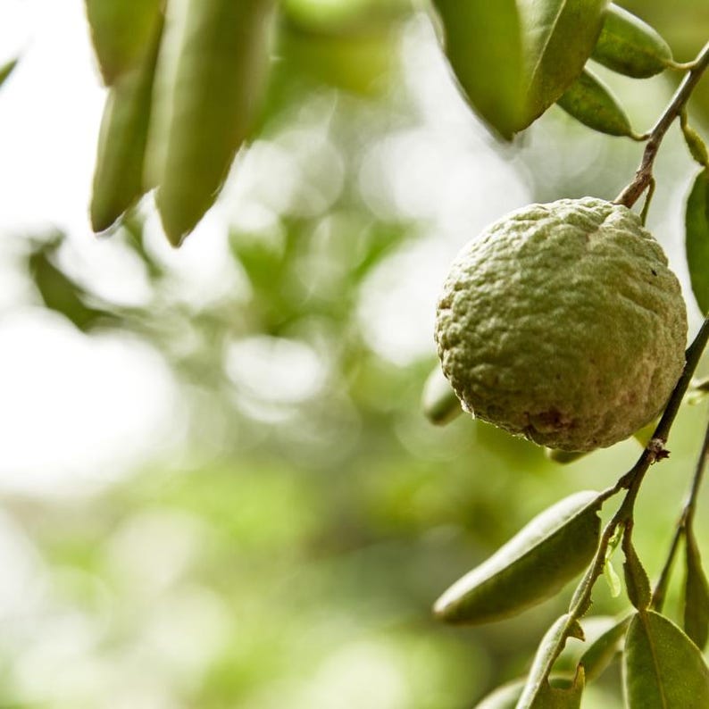 10+ Sweet Orange Seeds, Citrus sinensis, Citrus Tree image 8