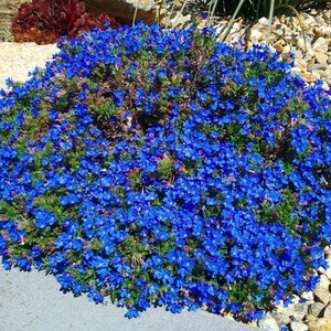Pode incluir: Um arbusto denso e de crescimento baixo coberto por uma profus&atilde;o de pequenas flores azul-vibrantes. A planta apresenta numerosas flores min&uacute;sculas de cinco p&eacute;talas agrupadas, intercaladas com pequenas folhas verdes, formando um mont&iacute;culo.