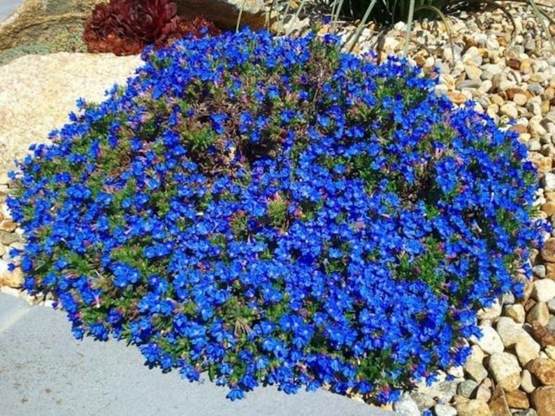 Pode incluir: Um arbusto denso e de crescimento baixo coberto por uma profus&atilde;o de pequenas flores azul-vibrantes. A planta apresenta numerosas flores min&uacute;sculas de cinco p&eacute;talas agrupadas, intercaladas com pequenas folhas verdes, formando um mont&iacute;culo.