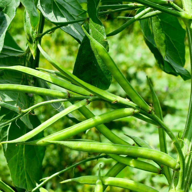 Más de 20 semillas de frijol racimo Neelam, Cyamopsis tetragonoloba, guar imagen 8