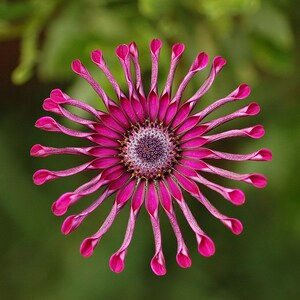100+ Osteospermum Flower Seeds, Osteospermum ecklonis, African Daisy, Cape Daisy image 4