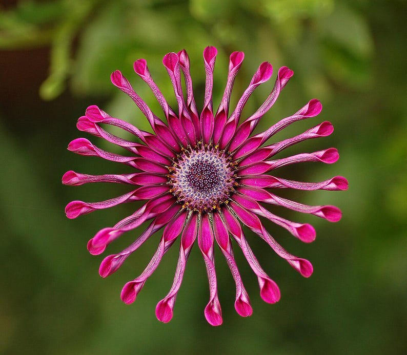 100+ Osteospermum Flower Seeds, Osteospermum ecklonis, African Daisy, Cape Daisy image 4