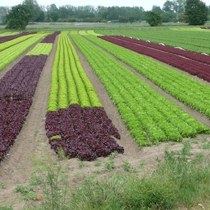 ロロロッサレタスの種100粒以上、学名：Lactuca sativa、レッドリーフレタス、カーリーレタス 画像 5