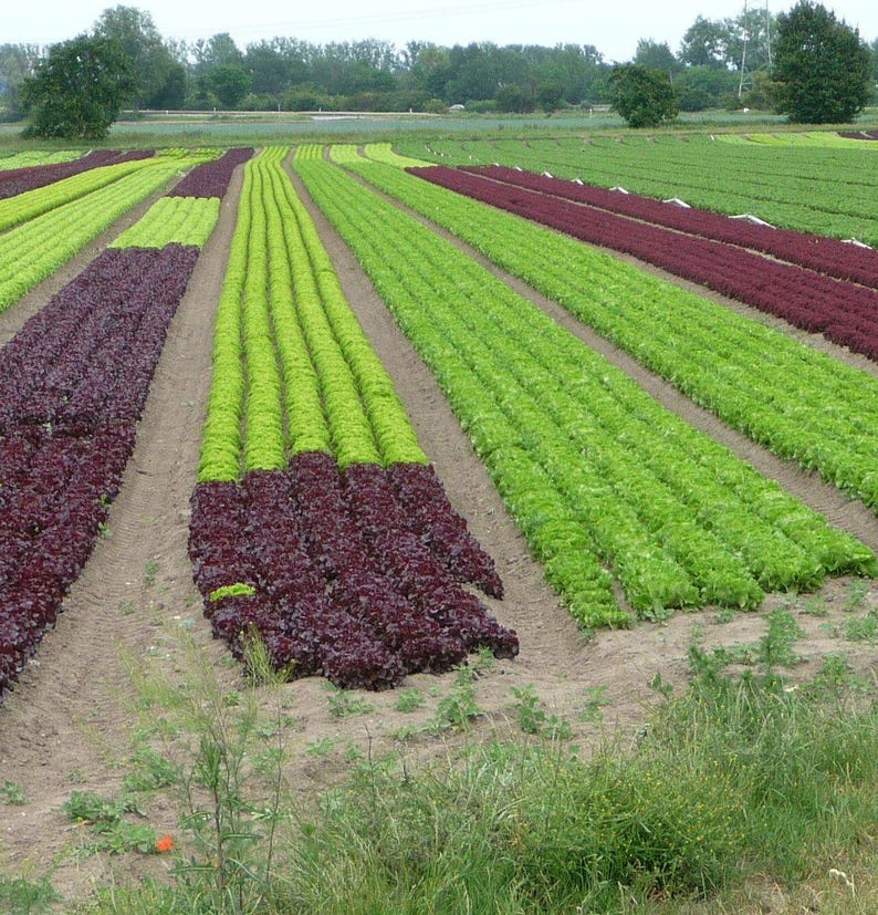 ロロロッサレタスの種100粒以上、学名：Lactuca sativa、レッドリーフレタス、カーリーレタス 画像 5