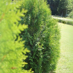 50-100 Samen der Orientalischen Lebensbaumart Thuja orientalis, Platycladus orientalis, Chinesischer Lebensbaum, Orientalische Thuja, Nadelbaumsamen Bild 8