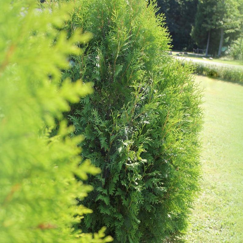 50-100 Samen der Orientalischen Lebensbaumart Thuja orientalis, Platycladus orientalis, Chinesischer Lebensbaum, Orientalische Thuja, Nadelbaumsamen Bild 8