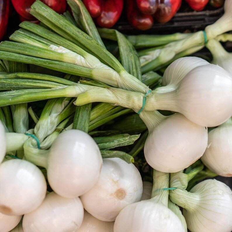 50+ White Onion Seeds, Allium cepa, Garden Vegetable image 6