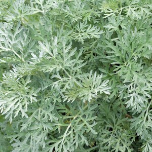 100-500 Wormwood Seeds, Artemisia absinthium, Silver Aromatic Herb image 6