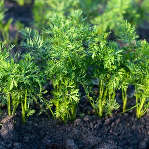 Más de 200 semillas de zanahoria negra, Daucus carota, zanahoria morada negra, hortaliza de raíz. imagen 7