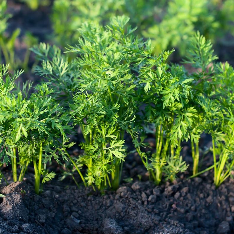 Más de 200 semillas de zanahoria negra, Daucus carota, zanahoria morada negra, hortaliza de raíz. imagen 7
