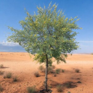 Puede incluir: Un &aacute;rbol solitario con un tronco esbelto y una copa redondeada de follaje verde fino y plumoso, salpicado de peque&ntilde;as flores amarillas, en un vasto paisaje des&eacute;rtico de arena naranja bajo un cielo azul claro y despejado.