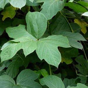 10+ semi di fagioli Jicama Yam, Pachyrhizus erosus, rapa messicana, Sankalu immagine 5