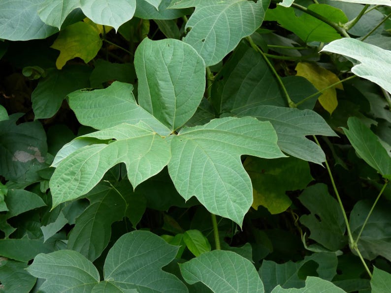 10+ semi di fagioli Jicama Yam, Pachyrhizus erosus, rapa messicana, Sankalu immagine 5