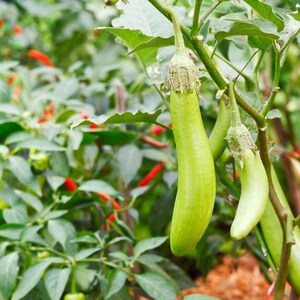 Más de 100 semillas de berenjena larga verde, Solanum melongena, berenjena larga verde, berenjena india imagen 10