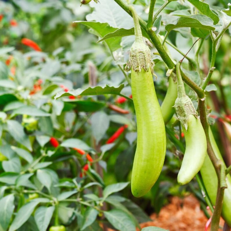 Más de 100 semillas de berenjena larga verde, Solanum melongena, berenjena larga verde, berenjena india imagen 10
