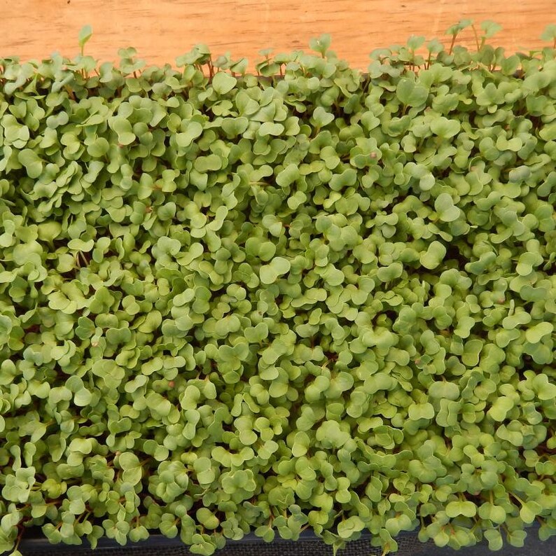 Über 100 Samen der chinesischen Rosenrettichsorte Raphanus sativus (Rosa Rettich), Wurzelgemüse Bild 8
