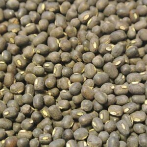 100-300 semillas de frijol mungo negro, Vigna radiata, Kali Mung, germinadas imagen 3