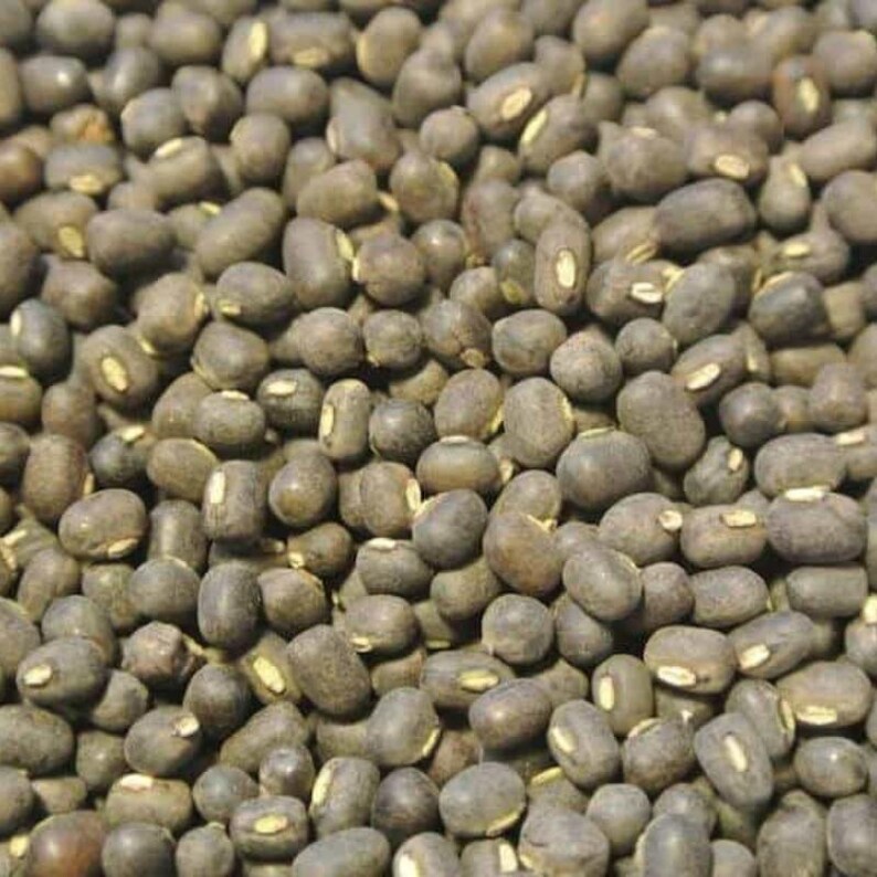 100-300 semillas de frijol mungo negro, Vigna radiata, Kali Mung, germinadas imagen 3