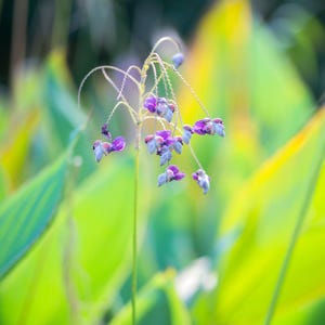5-10 Thalia Geniculata Seeds, Alligator Flag, Fire Flag, Aquatic Ornamental Plant image 2
