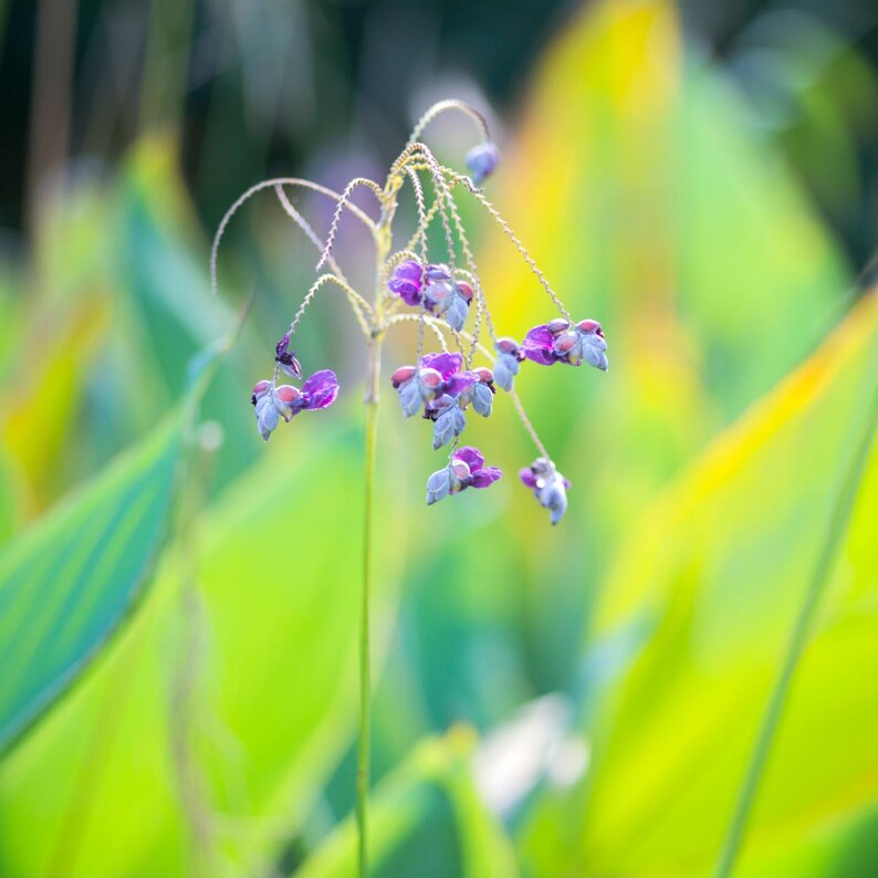 5-10 Thalia Geniculata Seeds, Alligator Flag, Fire Flag, Aquatic Ornamental Plant image 2