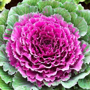100+ Ornamental Flowering Kale Seeds, Brassica oleracea, Decorative Garden Plant image 7