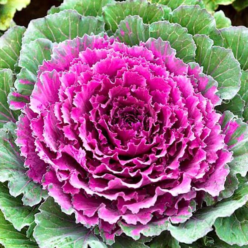 100+ Ornamental Flowering Kale Seeds, Brassica oleracea, Decorative Garden Plant image 7