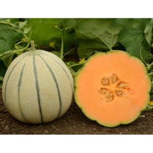 Puede incluir: Un mel&oacute;n cantalupo entero con corteza p&aacute;lida y reticulada con rayas verticales de color verde oscuro junto a un mel&oacute;n cortado por la mitad que muestra una pulpa naranja vibrante y una cavidad central con semillas claras.