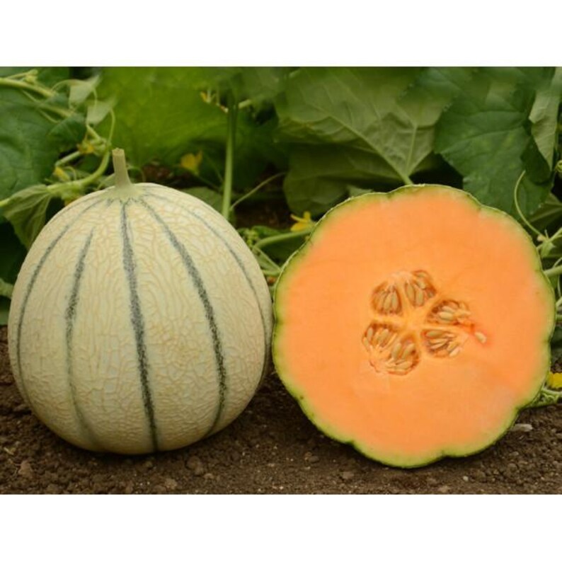 Puede incluir: Un mel&oacute;n cantalupo entero con corteza p&aacute;lida y reticulada con rayas verticales de color verde oscuro junto a un mel&oacute;n cortado por la mitad que muestra una pulpa naranja vibrante y una cavidad central con semillas claras.