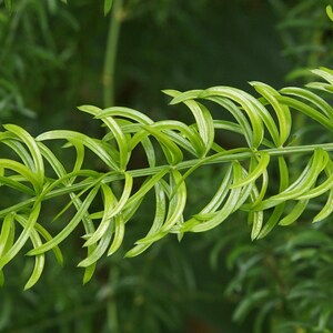May include: A close-up view of a bright green asparagus fern branch featuring delicate, needle-like foliage arranged in a feathery, layered pattern along a central stem. The leaves are curved, slender, and vibrant, showcasing a fresh, natural texture.