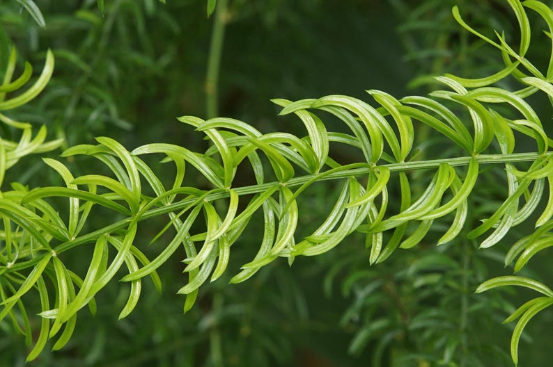 May include: A close-up view of a bright green asparagus fern branch featuring delicate, needle-like foliage arranged in a feathery, layered pattern along a central stem. The leaves are curved, slender, and vibrant, showcasing a fresh, natural texture.