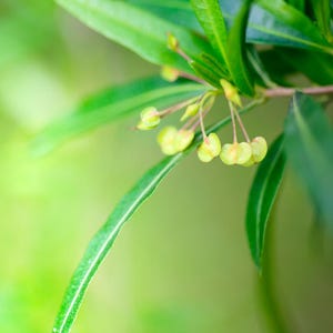 25-100 zaden van de hopstruik (Dodonaea viscosa), een haagstruik. afbeelding 4