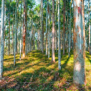 200+ River Red Gum Seeds, Eucalyptus camaldulensis, Shade Tree image 6