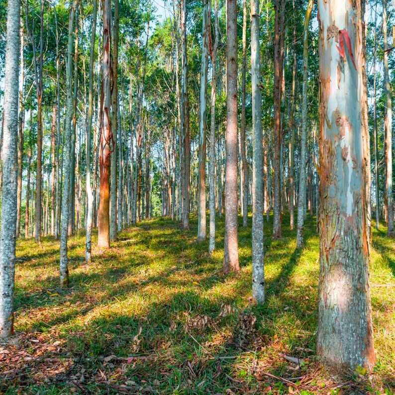 200+ River Red Gum Seeds, Eucalyptus camaldulensis, Shade Tree image 6