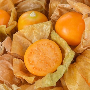Más de 30 semillas de uchuva, Physalis peruviana, grosella del Cabo, fruto amarillo imagen 1