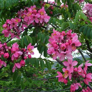 Puede incluir: Una rama de &aacute;rbol en flor con racimos de flores de color rosa vibrante con estambres amarillos. Las flores est&aacute;n rodeadas por numerosas hojas verdes peque&ntilde;as y ovaladas dispuestas en pares a lo largo de tallos y ramas le&ntilde;osas.