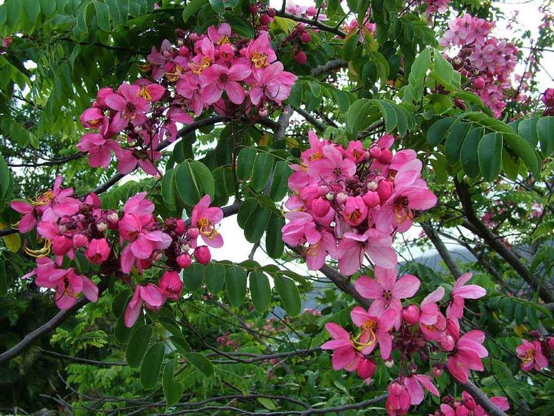 Puede incluir: Una rama de &aacute;rbol en flor con racimos de flores de color rosa vibrante con estambres amarillos. Las flores est&aacute;n rodeadas por numerosas hojas verdes peque&ntilde;as y ovaladas dispuestas en pares a lo largo de tallos y ramas le&ntilde;osas.