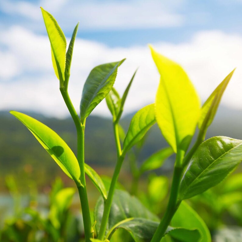 May include: Fresh green tea leaves growing on a plant with slender stems. The leaves are vibrant, light green, and pointed, with a smooth texture. The plant is captured in natural daylight, highlighting the translucent quality of the foliage.